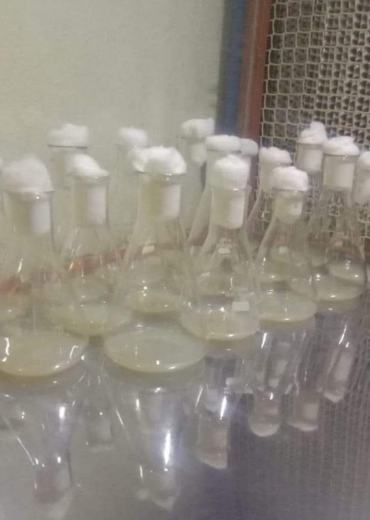 commercial mushroom spawn laboratory with autoclave and laminar airflow system