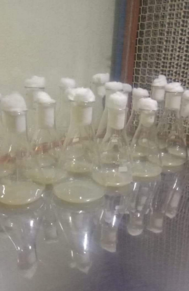 commercial mushroom spawn laboratory with autoclave and laminar airflow system