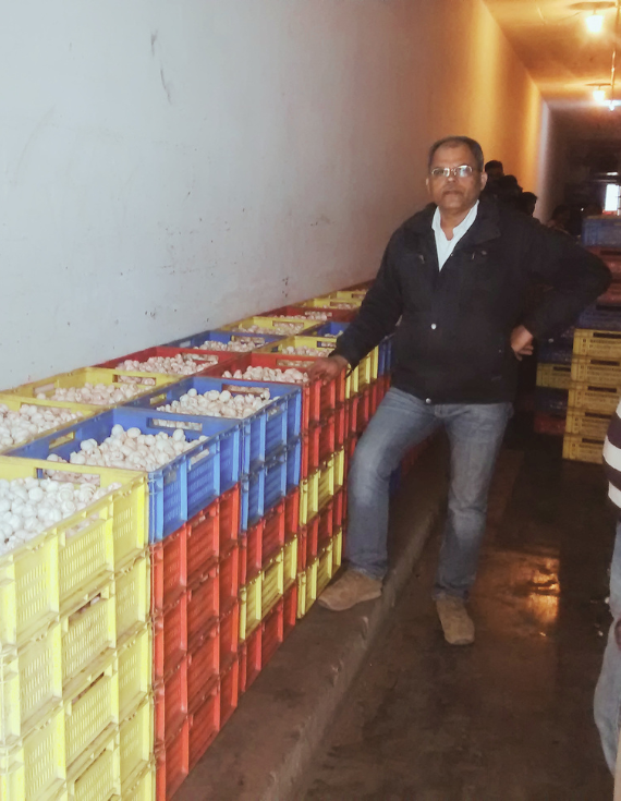 mushroom project experts providing turnkey solutions, DPR, and high-tech farm systems for industrial clients