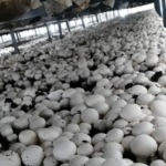 industrial scale mushroom farming project with automated climate control and high capacity production