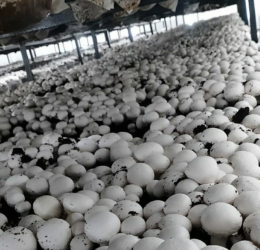 industrial scale mushroom farming project with automated climate control and high capacity production